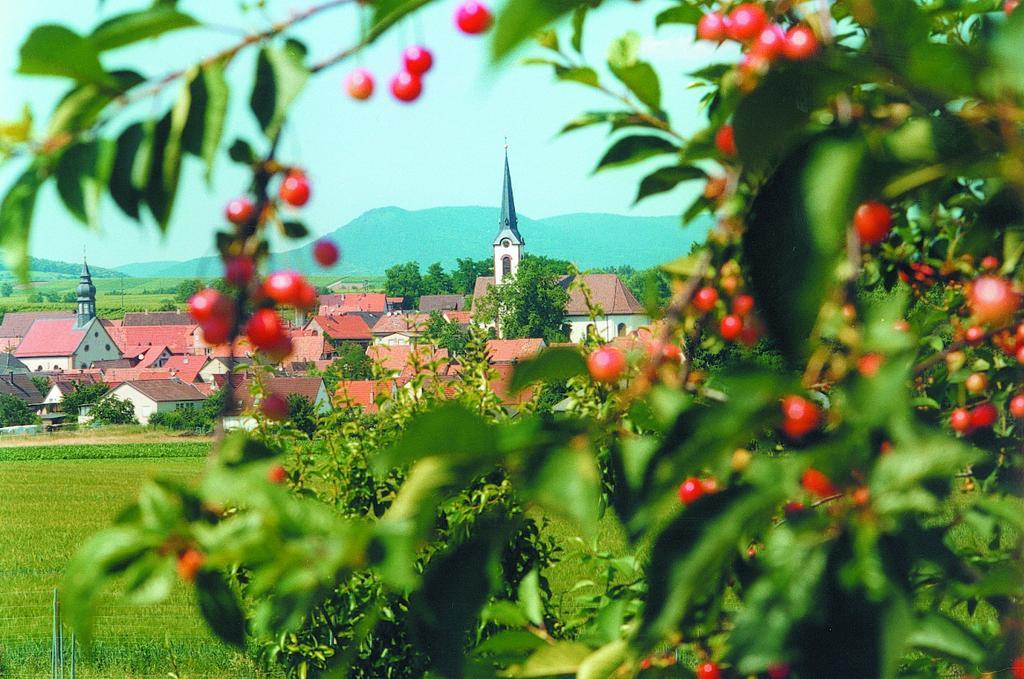 Appartamento Weinstube Schwarzamsel Speyer Esterno foto