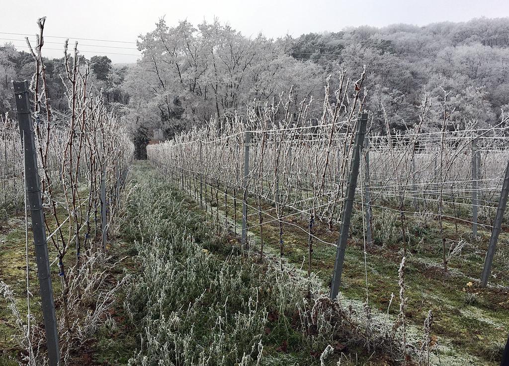 Appartamento Weinstube Schwarzamsel Speyer Esterno foto